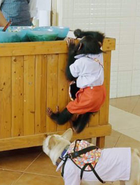 <b>吃饭睡觉打冬冬 “神奇伙伴”完成幼儿园生活初体验</b>