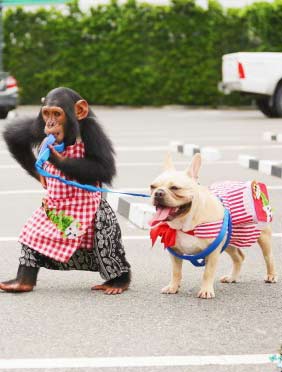 <b>米亚冬冬工作逗趣不断 神奇伙伴在哪里陪你欢度国庆</b>