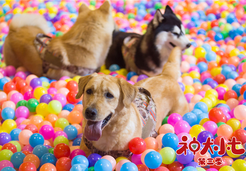 《神犬小七3》姜潮宋妍霏丛林搜救遇险 小七机智勇敢解救