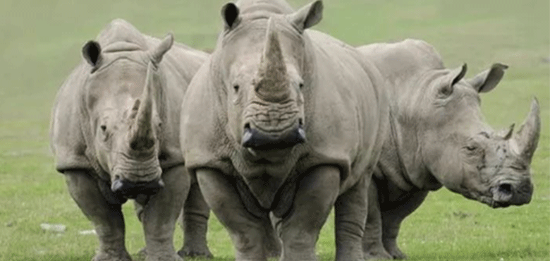 上官喜爱新EP《WAKE》全网上线，主打《白犀》聚焦公益传递力量